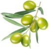 Galega Extra Virgin Olive Oil (Portugal)