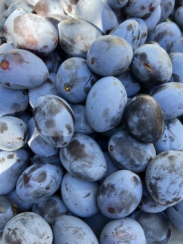 Roasted Plums with Blueberry & Balsamic